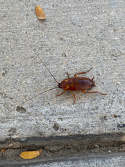 Periplaneta americana