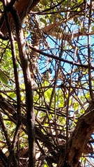 Petroica macrocephala macrocephala