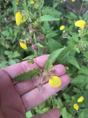 Calceolaria tripartita