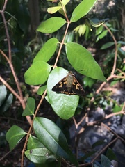 Trapezites symmomus