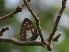 Charaxes wakefieldi