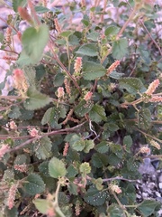 Acalypha californica