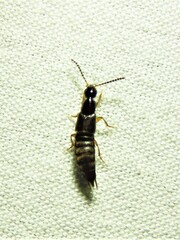 Staphylinidae