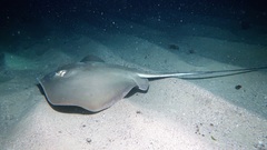 Hemitrygon fluviorum