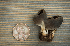 Dissingia leucomelaena