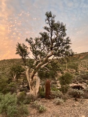 Pachycormus discolor