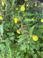 Calceolaria tripartita
