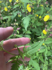 Calceolaria tripartita