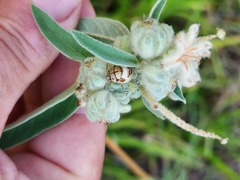 Orsilochides stictica