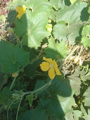 Luffa aegyptiaca