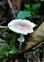 Lepiota rubrotinctoides