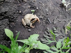 Rana arvalis