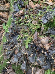 Peltigera elisabethae