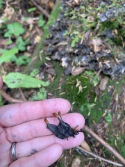 Peltigera elisabethae