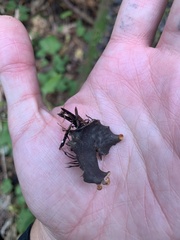 Peltigera elisabethae