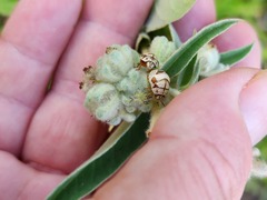 Orsilochides stictica