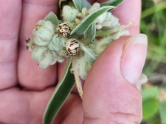 Orsilochides stictica