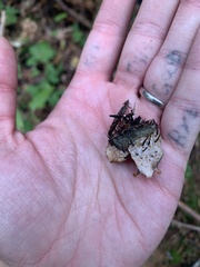 Peltigera elisabethae