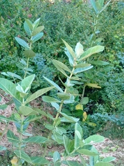 Calotropis gigantea
