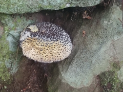 Strobilomyces confusus