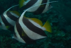 Heniochus diphreutes