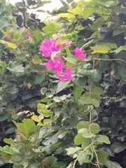 Bougainvillea
