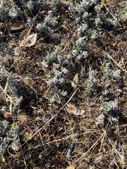 Heterotheca sessiliflora