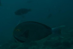 Acanthurus mata
