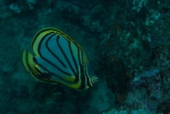Chaetodon meyeri