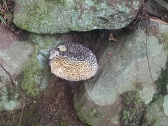 Strobilomyces confusus