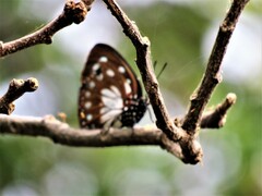 Charaxes wakefieldi