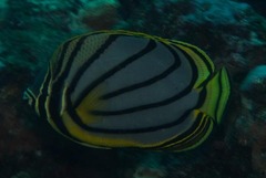 Chaetodon meyeri