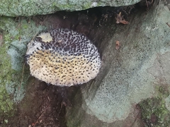 Strobilomyces confusus