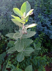 Calotropis gigantea