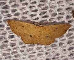 Cyclophora myrtaria