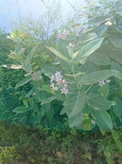 Calotropis gigantea