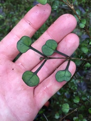 Coprosma spathulata spathulata