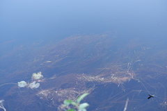 Potamogeton epihydrus