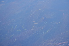 Potamogeton epihydrus