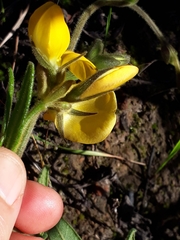 Rhynchosia chrysoscias