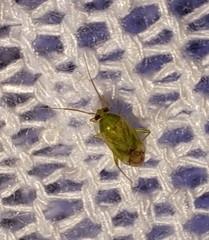 Taylorilygus apicalis