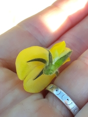 Rhynchosia chrysoscias