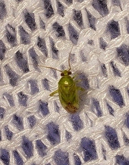 Taylorilygus apicalis