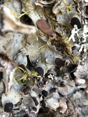 Peltigera leucophlebia