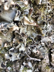 Peltigera leucophlebia
