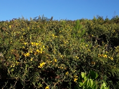 Rhynchosia chrysoscias