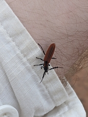 Pseudolycus bivitticollis