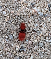 Sphaeropthalma unicolor