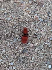 Sphaeropthalma unicolor