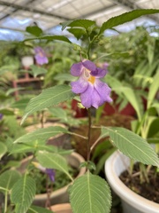 Impatiens arguta